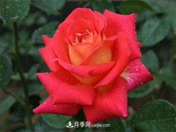 抗病性强勤花的2个月季经典品种