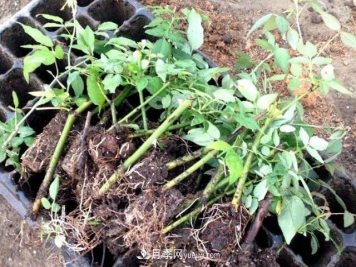 月季春季扦插的时间一般在4-5月份