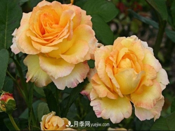 大花月季的养殖方法和注意事项