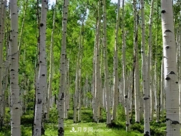 这些苗木品种不能混栽