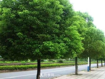 种植南阳香樟的效益为何越来越好？