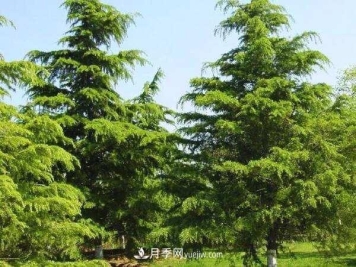 南阳雪松价格多少钱一棵？雪松基地报价行情