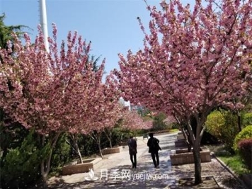 淮安适合养什么花，市花和市树是什么