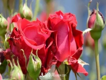 怎么让高的月季长成矮的月季呢？