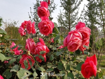 南阳：满城绿色半城水 月季之都美名扬