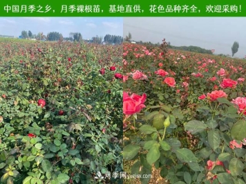 月季剪个枝条插到土里能生根吗