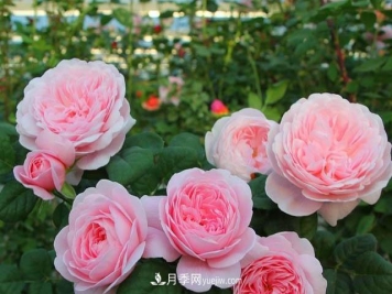 想让月季花多鲜艳，肥料特重要，冬天是埋冬肥，注意下还有讲究