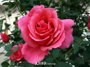 冬天月季易生病？做好3件事，健康茁壮开爆盆