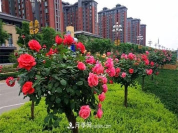 河南郑州树状月季批发