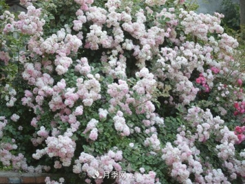 花友该如何选择欧月品种