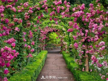 藤本月季该如何种植？多久可以长成月季花墙？