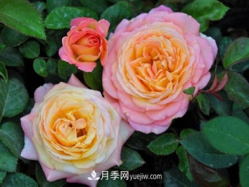 大花月季的施肥管理要点是什么？