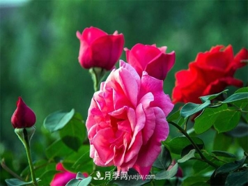 细述大花月季的修剪要求及病虫防治