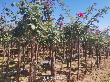 3公分树状月季批发