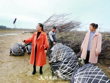 山东苗木业户的生意经：用抖音带动销售 最大一笔成交6000万元