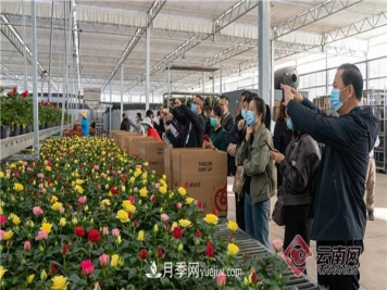全国优势特色产业推进会，昆明晋宁月季花卉产业获点赞