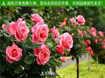 大花月季栽培管理，大花月季扦插管理，栽培大花月季苗要坚持