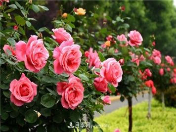 嫁接树状月季可以用什么月季品种？