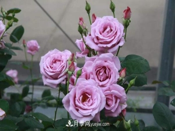 藤本月季报价差距大？南阳月季种植基地告诉你原因