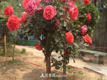 南阳树状月季可以活几年在于你的日常种植管理