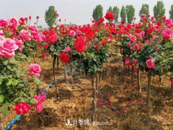 决定树状月季嫁接成活率的要素有哪些？