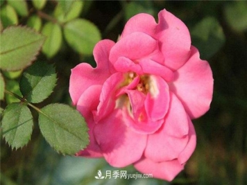 玫瑰和月季的区别