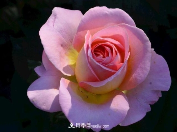 月季花，长得好看，要养好要学会小技巧