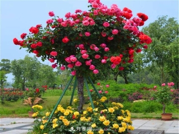 高价值树状月季移栽嫁接技术也是很重要