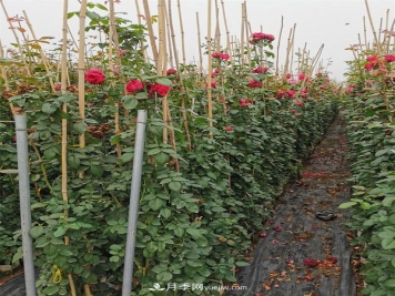 2米高度的藤本月季价格