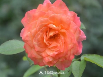 月季一年开几次花 月季种子怎么种