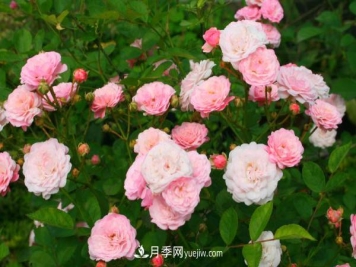 微型月季什么品种最好？微型月季怎么修剪枝叶？