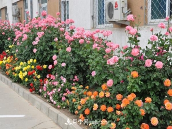 藤本月季批发价格多少钱一棵？藤本月季怎么爬藤？