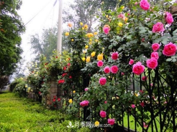 家庭阳台怎么养藤本月季？盆栽藤本月季怎么浇水？