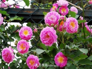 地被月季的养殖要点，地被月季病虫害防治？