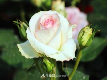 盆栽月季花怎么养？对环境有什么要求？