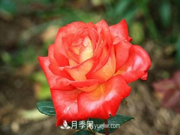 香水月季的病虫害防治