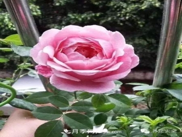月季扦插生根全历程