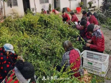 河南汝南：大棚苗木产销旺 农村花木致富经