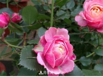 浪漫比克月季优缺点是什么