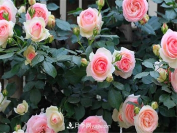 月季浇水的正确方法 需要注意什么