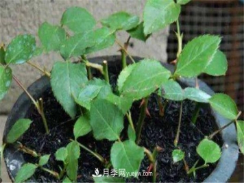 春季怎么扦插月季 需要注意什么