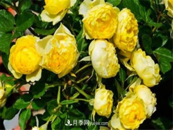 金丝雀月季为什么不适合新手