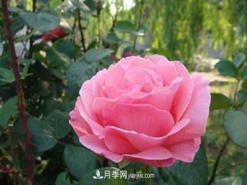 月季施肥和打药要错开时间吗 可以同时使用