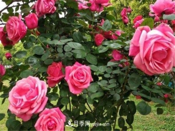 棒棒糖月季寿命长吗 如何养护