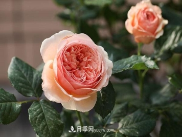 夏天月季怎么修剪 具体方法是什么