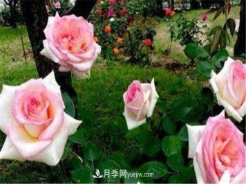 北方月季移栽最佳时间 需要注意什么