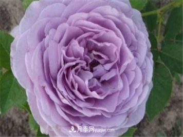 蓝色风暴月季怎么养 需要注意什么