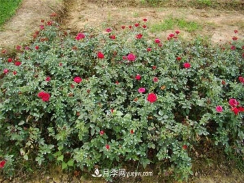 月季小苗怎么养长得快 方法是什么