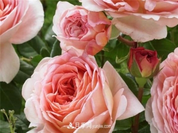 月季怎么抹芽 抹芽方法是什么