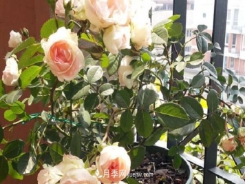 月季春季如何施肥 方法是什么